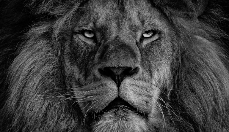 black and white photo of male lion's face