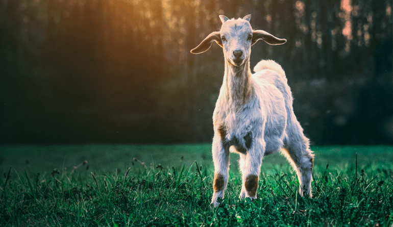 goat standing in grassy field