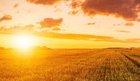 sunburst over field ready for harvest