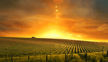 golden sunset over corn field