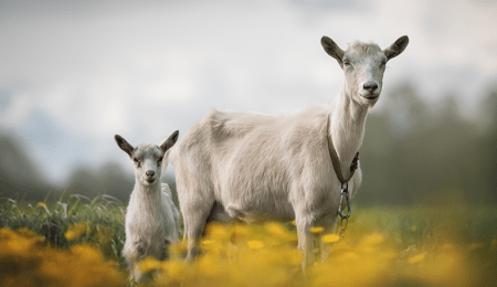 two goats in a meadow