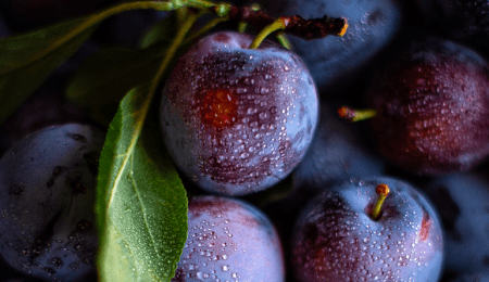 close up cluster of purple grapes